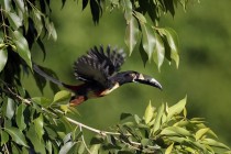 A Collared Aracari  Pteroglossus torquatus takes flight from a tree branch in San Salvador 