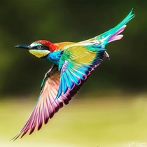 A colorful European bee eater