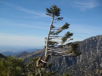 A conifer shaped by strong mountain winds 