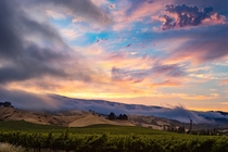 A cool bay fog tries to block out a magnificent sunset above the grapevines in Napa Valley CA 