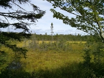 A copse of Black spruce growing in a Nova Scotia bog They are one of few species of trees that can thrive in the wet acidic soil 