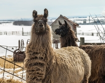 A couple of Llamas on a farm chilling out