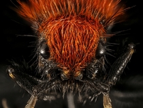 A Cow Killer Wasp aka a Velvet Ant does not kill cows USGS  x-post rHI_Res