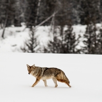 A coyote walks through the snow at Yellowstone National Park Photo credit to Lloyd Blunk