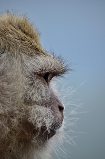 A Crab Eating Macaque side profile