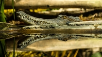 A crocodile chilling on the shore 