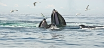 A cross post from rNaturepics Humpback whales Megaptera novaeangliae 