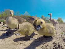 A curious gosling on a beach of Lake Ontario 