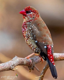 A cute little Red Avadat Also known as Strawberry finch