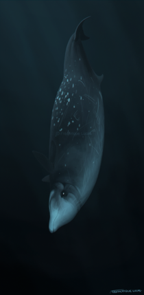 A Cuviers Beaked Whale  Beautifulisnt it