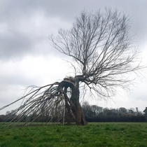 A dancing tree-god spotted on Grantchester Meadows near Cambridge UK 