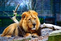 A daydreaming Lion at Dublin Zoo 