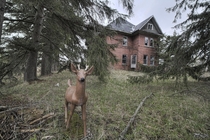 A Deer Captured Out Front of a Massive amp Very Dangerous Abandoned Ontario House 