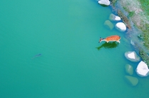 A deer in the water photographed by Jeongwon Park 