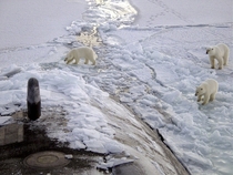 A Den of curious polar bears approach the USS Honolulu after it breaks through ice in the Arctic Circle  