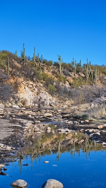 A Desert Oasis near Tucson AZ 
