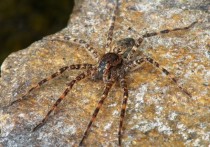 A Dolomedes found in Quebec Canada 