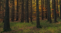 A fairytale-like forest- Czech Republic 