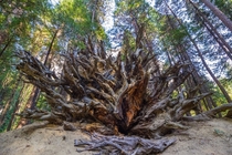 A fallen sequoia tree at Yosemite National Park California 