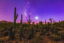 A family of Saguaros during twilight in southern Arizona 