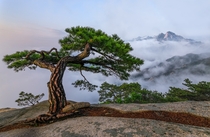 A fantastic looking old pine tree that I really wish faced the direction of sunrise Seoul South Korea OC 