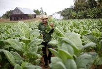 A farmer carries a bundle of freshly harvested tobacco leaves through a field on a plantation in Pinar del Rio Cuba 
