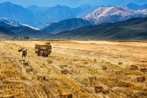 A farmer harvests crops in a field in Yili Xinjiang Autonomous Region China China Daily 