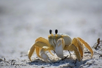 A feisty little ghost crab Ocypode quadrata along the Florida gulf coast