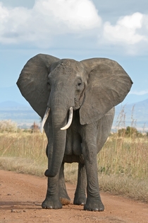 A female African Bush Elephant in Mikumi National Park Tanzania Photograph Muhammad Mahdi Karim 