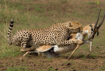 A female cheetah takes down a Thomsons Gazelle in the Mara Triangle Kenya 