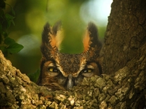 A female Great Horned owl on her nest in Louisiana by Dennis Demcheck 