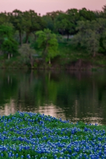 A field of bluebonnets a little after sunset - Yesterday in Austin Texas -  - IG travlonghorns
