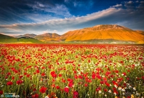 A Field of Poppies in Castelluccio di Norcia Umbria Italy  by Stefano Termanini