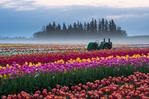 A field of tulips in Oregon the United States by Piriya Wongkongkathep