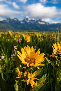 A field of wildflowers  in Grand Teton National Park -  - IG travlonghorns