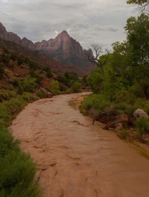 A flash flood under the watchman at Zion National Park Utah 