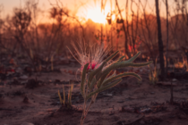 A flower Calliandra in Brazilian Savannah burned 