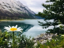 A flower on the edge of Medicine Lake in Alberta Canada 