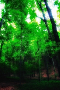 A fogged camera lens helped to create this trippy forest scene in Saugatuck MI 
