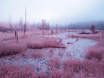 A foggy bog in the Adirondack Mountains NY as seen in the IR spectrum 