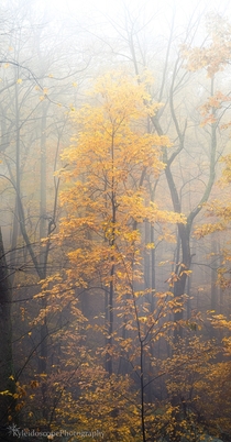 A Foggy Fall Morning on Old Rag Mountain Trail Virginia 