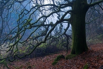 A foggy Irish forest 