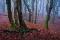 A foggy morning in the Forest of the Dancing Trees yesterday in The Netherlands It looked very scary x