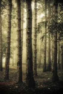 A forest near Belgrade Serbia 