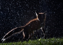 A fox dancing in the rain 