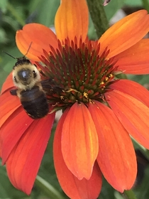 A friend on a Coneflower Echinacea Asterales