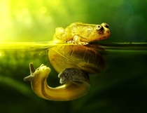 A frog and a snail share the same leaf 