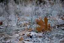A frosty outline of leaves 