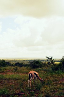 A Gazelle in Nairobi Kenya 