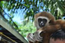 A Gibbon we saw during our trip to Phuket Thailand x 